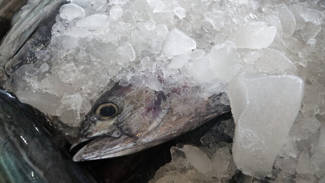 traditional process of freezing fish