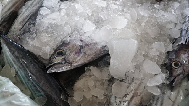 traditional process of freezing fish