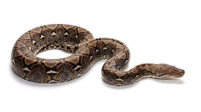 A beautiful brown boa constrictor snake coiled on a white background.