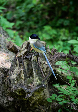 The grey magpie perched on the old tree roots glances back for a moment