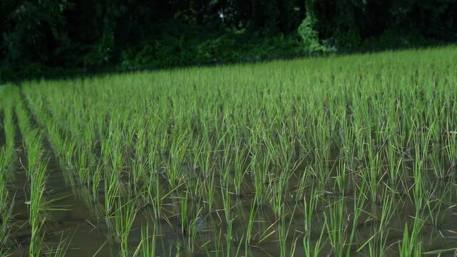 Rows of young green rice plants growing in a muddy rural paddy field.