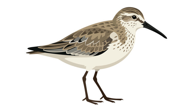 Profile View of a Small Shorebird Sandpiper with Detailed Mottled Plumage and Long Beak Isolated on White