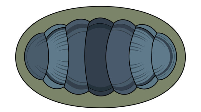 Marine Chiton Mollusk with Eight Segmented Shell Plates Isolated Blue Sea Creature Illustration Graphic Design