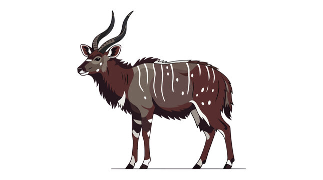 African Lowland Nyala Antelope with Beautiful Spiral Horns and Distinctive White Stripes Isolated on White