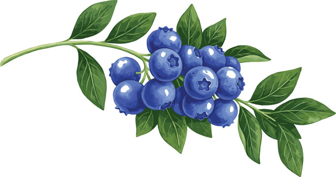 Blueberry branch vector illustration featuring fresh ripe blue berries and green leaves on a white background
