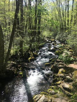 Bodacious creek in the woods outside of Gatlinburg Tennessee near Dollywood