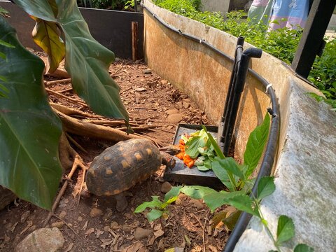 A small tortoise happily eating a colorful vegetable salad from a feeding dish in an outdoor enclosure