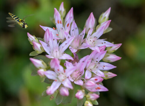 Caucasian stonecrop (Sedum /Petrosedum/ spurium blossoming