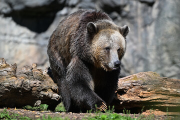 brown bear cub © Laura SS