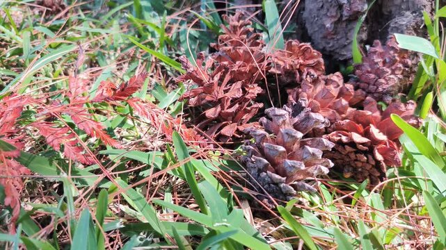 Footage Casuarina Fruit On Windy Grass Field