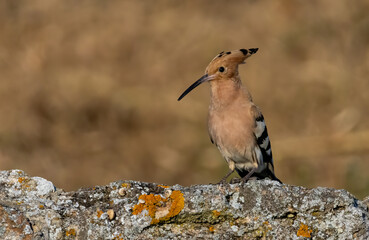 Hoopoe sitting on dirty road in early morning © georgigerdzhikov