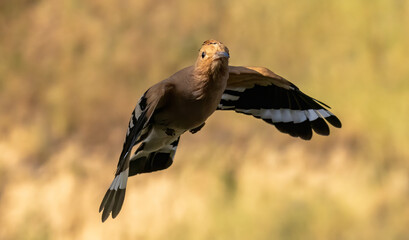 Hoopoe sitting on dirty road in early morning © georgigerdzhikov