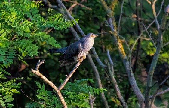Common cuckoo sitting on tree