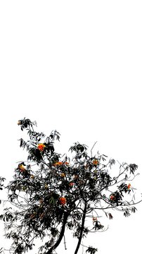 Graphic posterized illustration of an Ashoka tree with orange flowers, featuring bold contrasting black leaves isolated on a clean white background.