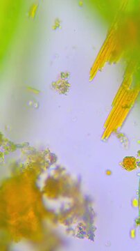 Bacillaria paradoxa  Under Light Microscope