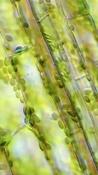 Microscope View of Plant Leaf Cells with Chloroplasts