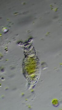 Rotifer Under Light Microscope