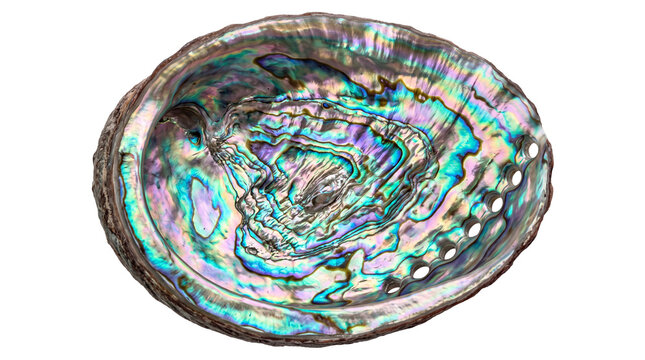 Iridescent abalone shell with vibrant mother of pearl interior, colorful paua shell showing rainbow nacre, natural marine mollusk seashell for jewelry design isolated PNG with Transparent