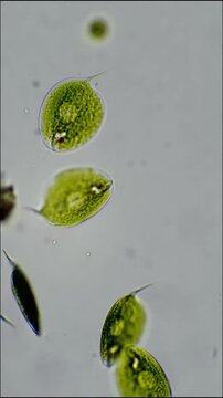 Euglena Cells Under Light Microscope