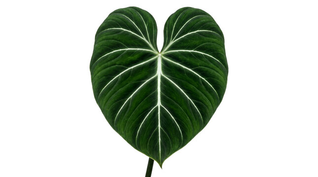 Philodendron Gloriosum leaf with velvet texture, tropical heart shaped foliage, exotic indoor plant leaf with white veins for interior design isolated PNG with Transparent Background