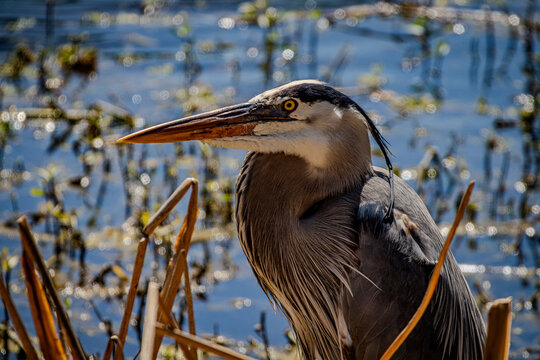 Adult Great Blue Heron with Breeding Plumage in Florida Wetlands