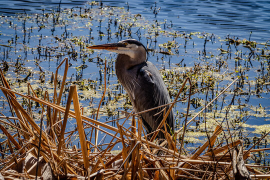 Adult Great Blue Heron with Breeding Plumage