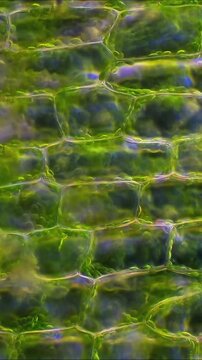 Microscope View of Plant Leaf Cells with Chloroplasts