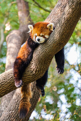 A super relaxed red panda sleeping hanging on a tree trunk © Yf