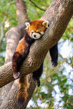 A super relaxed red panda sleeping hanging on a tree trunk