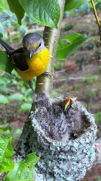 Short-billed Minivet Feeding Its Nestlings