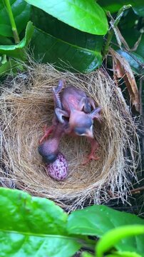Cuckoo Chick Attempting to Push Nestlings Out of the Nest