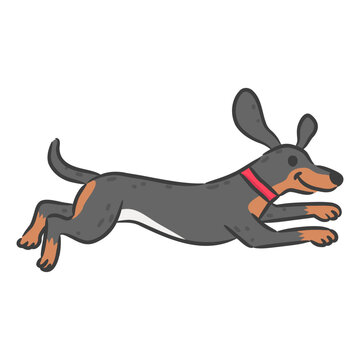 Cute dachshund wiener dog running happily isolated on white background.