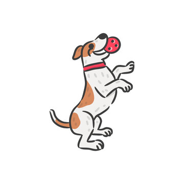 Cute Jack Russell Terrier puppy standing on hind legs playing with red ball.