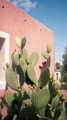 Obraz premium Pink wall and blooming cactus against blue sky, vibrant mobile wallpaper