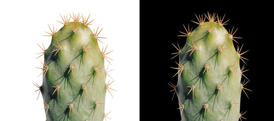 Realistic Green Cactus Isolated on White and Black Background, Desert Succulent Botanical Plant Close Up © MD AYNUL HAQUE