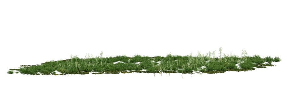 3d Green ground cover with small white flowers and leaves, natural growth on transparent background