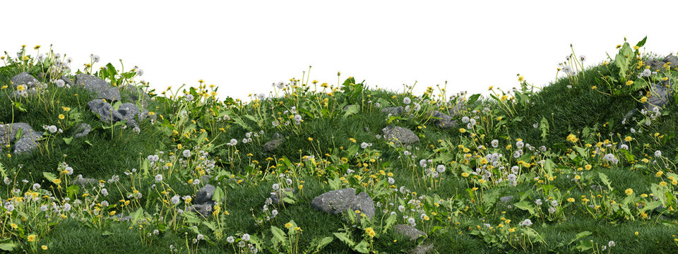 3d Lush green meadow with small white and yellow wildflowers, natural grass, spring bloom, botanical detail on transparent background