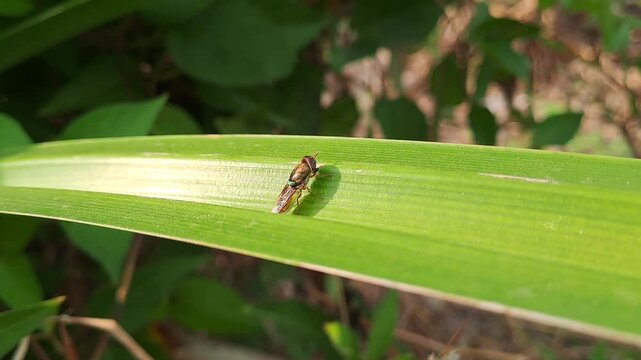 Macro close up of metallic green leafhopper insect on fresh green leaf. Natural wildlife footage in tropical forest. Detail texture and nature background concept.