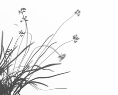 Shadow of delicate wild grass and flowers casting delicate natural patterns on a clean white background, representing organic growth and subtle beauty