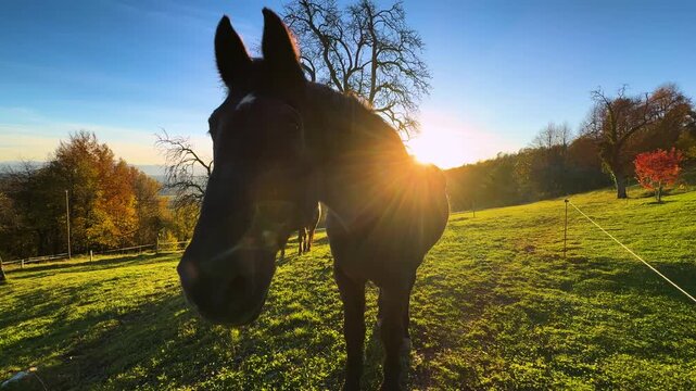 LENS FLARE: Curious dark brown horse looks into the camera during pasture in a sunny autumn meadow in Dolenjska, Slovenia. Another horse grazes in the background while a shepherd dog runs around.