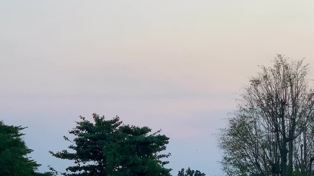 Static 4K footage featuring layered evening clouds and trees moving lightly in the breeze beneath a calm sky. Ideal for nature, wellness, travel, environmental, meditation, and cinematic background pr