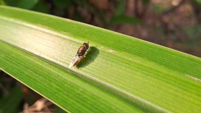 Macro close up of metallic green leafhopper insect on fresh green leaf. Natural wildlife footage in tropical forest. Detail texture and nature background concept.