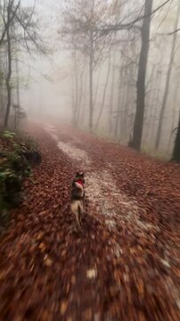VERTICAL: Brown shepherd dog runs ahead on muddy forest road covered with fallen autumn leaves. Dense fog softens tall trees and winding trail, creating moody countryside scene in Dolenjska, Slovenia.