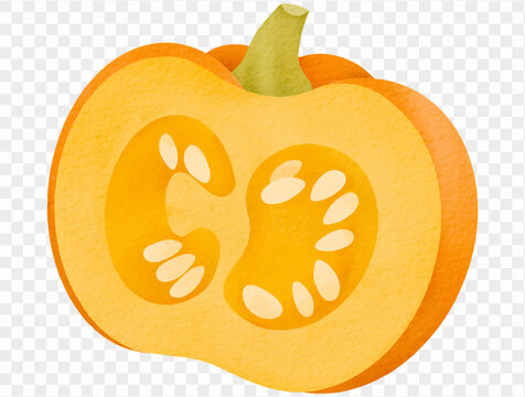 Watercolor sliced pumpkin fresh autumn food illustration Vector.