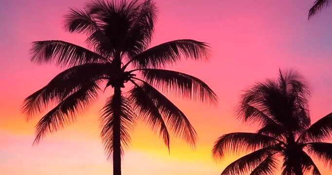 Vibrant Tropical Sunset Silhouettes Palm Trees Against Pink and Orange Sky.