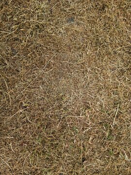 Dry dead grass lawn background texture during summer drought.