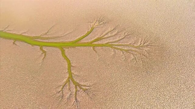 Tidal Tree on Tidal Flat