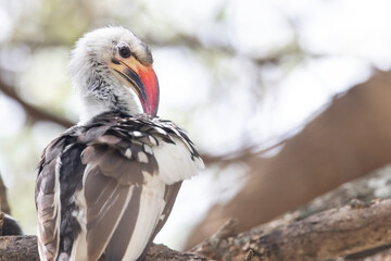 Southern red billed hornbill preening feathers on tree branch © SNEHIT PHOTO