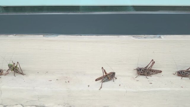 Panorama: Many bush-crickets invading city streets, sitting on concrete ledge by building window at infestation time of long-winged wart-biter bush-cricket in urban area. Grasshopper Invasion in city