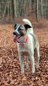 VERTICAL, PORTRAIT: Happy mixed breed dog wearing a tracking collar stands on a forest floor covered with dry brown autumn leaves. Alert furry companion during a walk through woodland on a foggy day.